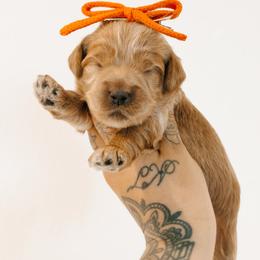 Secret - Caramel red female Australian Labradoodle puppy in Valley Springs, California from Blue Denim Doodles