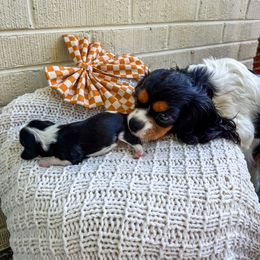 Bernedoodle, Bernese Mountain Dog, Cavalier King Charles Spaniel, and Goldendoodle Puppies from Adventure Doodles Of East TN