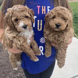 Goldendoodle Puppies from Martin’s Doodles