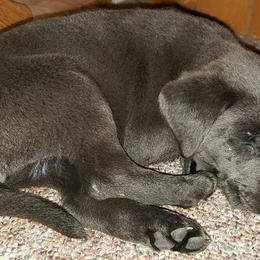 Dilute Retrievers and Labrador Retrievers from Tanya Jenson