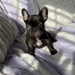 Biscotti - Black and tan female French Bulldog puppy in Galt, California from The three little frenchies