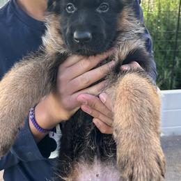 German Shepherd Puppies from GSD Vom Haus