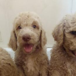 Goldendoodles and Poodles from Cristin's Poodles