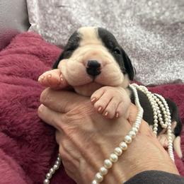 Q litter - Mantle female Great Dane puppy in Cadillac, Michigan from Garrow Danes House of Blues