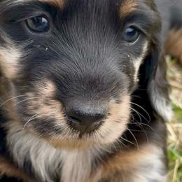 Girl 2 - Dapple female Dachshund puppy in Lexington, Oklahoma from Strom Ranch