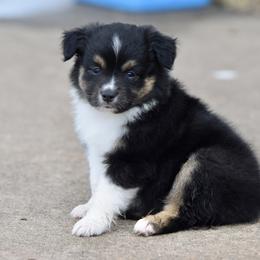 Boy 4 - male Toy Australian Shepherd puppy in Wichita Falls, Texas from Shooting Stars Ranch Toy and Mini Aussies