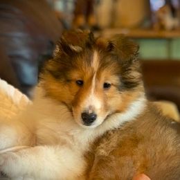 Shetland Sheepdog Puppies from Shalamar Shelties