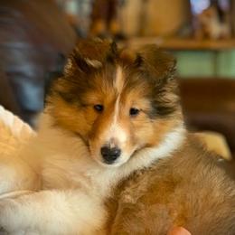 Shetland Sheepdog Puppies from Shalamar Shelties