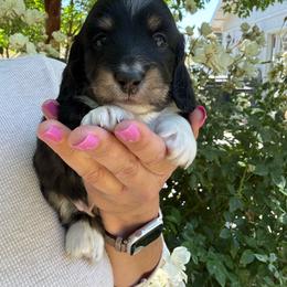 Jaq - Black and cream male Dachshund puppy in Cherry Valley, California from Sugar and Spice Dachshunds