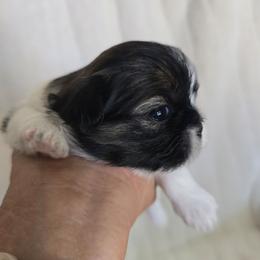Tyme - Silver gold and white female Shih Tzu puppy in Fallon, Nevada from Grandma Ts Precious Puppies
