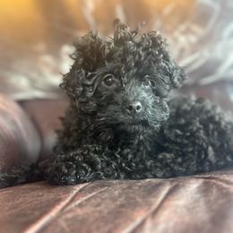 Susan - Black female Cavapoo puppy in River Falls, Wisconsin from Dottie's Doodles