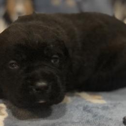 Boy 2 - Cane Corso puppy in Jeffersonville, Kentucky from K9 Guardian Cane Corso