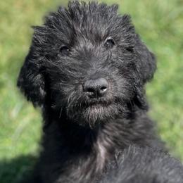 Willow - Black female Assorted Doodle Crosses puppy in Kansas City, Missouri from Beary GoldenDoodles