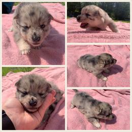 Jentry - Merle Pomsky puppy in Mineola, Texas from East Texas Pomskies