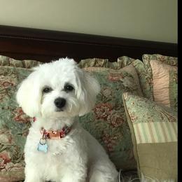 Coton de Tulear and Poodle Puppies from Legacy Pets
