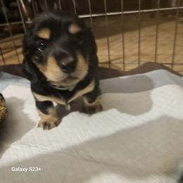 Kleya (green) - Black and tan female Dachshund puppy in Hartford, Michigan from Mac Fam Dachshunds