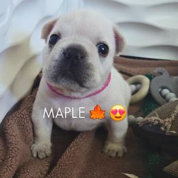 Maple - Cream female French Bulldog puppy in Okmulgee, Oklahoma from Diamond Dreams French Bulldogs
