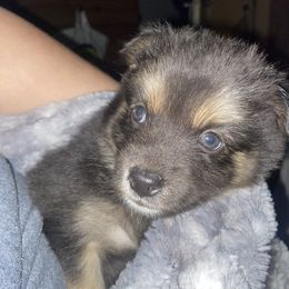 Pomsky Puppies from Urban Sky Kennel