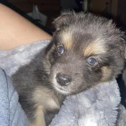 Pomsky Puppies from Urban Sky Kennel