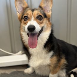 Evie - Pembroke Welsh Corgi