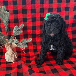 Belle of Louisville - Black female Goldendoodle puppy in Camden, North Carolina from Oopsie Doodles of NC