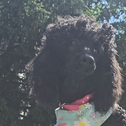Princess Royal Charlotte Red Rosa - Black female Poodle puppy in Woodbridge, Virginia from Rosa Red Standard Poodles
