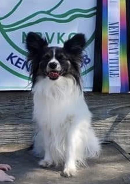 25 cute Papillon puppies for sale in Clarksville, Maryland | Good Dog