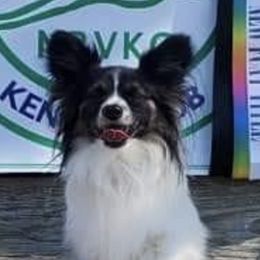 Papillons from InTune Sportdogs