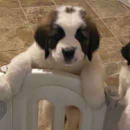 Saint Bernard All Grown Up from BnC Breeders