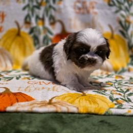 Harry Potter - Red Collar - Liver and white male Shih Tzu puppy in Troy, Ohio from Oodles of Doodles