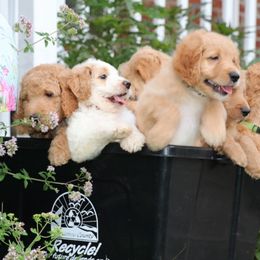 Goldendoodle Puppies from Carolina Doodle Puppies