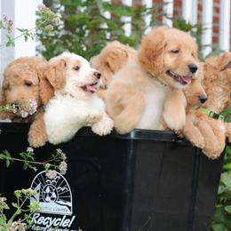 Goldendoodle Puppies from Carolina Doodle Puppies