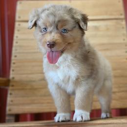 Thelma - Red merle female Australian Shepherd puppy in Wichita Falls, Texas from Spotted Mule Aussies