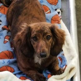 Dachshund puppies from Wulff's East LA Puppies