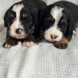 Bernedoodle Puppies from Blessings Pups Doodles