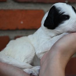 Girl 1 - female Bordoodle puppy in Indianapolis, Indiana from Indiana Bordoodles
