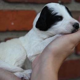 Girl 1 - female Bordoodle puppy in Indianapolis, Indiana from Indiana Bordoodles