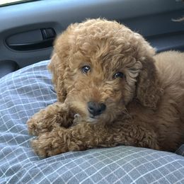 Poodle Puppies from Clegg Poodles