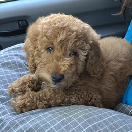Poodle Puppies from Clegg Poodles
