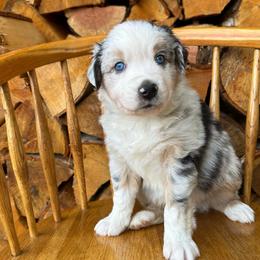 Bandit - Blue merle male Australian Shepherd puppy in Hillsboro, Oregon from A&D Australian Shepherds
