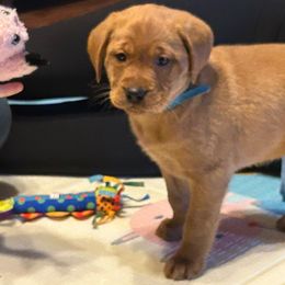 Girl 4 - Yellow Labrador Retriever puppy in Monticello, Arkansas from Wings N Whistles
