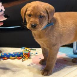 Girl 4 - Yellow Labrador Retriever puppy in Monticello, Arkansas from Wings N Whistles