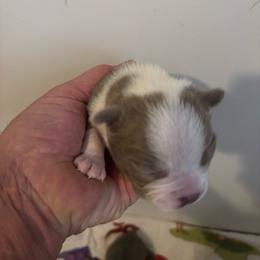 Puppy 3 - Lilac male Boston Terrier puppy in Howell, New Jersey from Bill's Baby Bostons