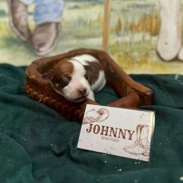 Johnny Cash - Red white and sable male Rat Terrier puppy in Cushing, Oklahoma from Northwoods Rat Terriers