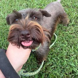 Ginger - Miniature Schnauzer