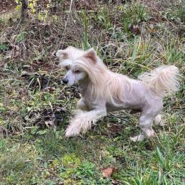 Boki - Chinese Crested