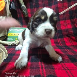 Jingle - Liver white and tan male English Springer Spaniel puppy in Saginaw, Michigan from Kemerer Springers