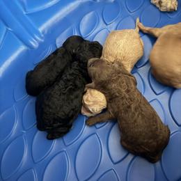Brown - Chocolate male Labradoodle puppy in Shingle Springs, California from California Double Doodles