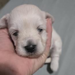 Boy - Cream male Maltipoo puppy in Brooksville, Florida from DeVall Maltipoos