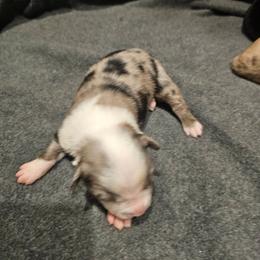 6 blue merle male - Blue merle male Miniature American Shepherd puppy in Placentia, California from Tru Cal Aussies